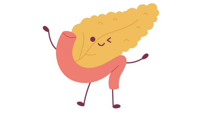 Learning our Body: The Pancreas